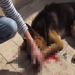 Bodrum'da bir kişi kendi köpeğini sokak ortasında öldürdü