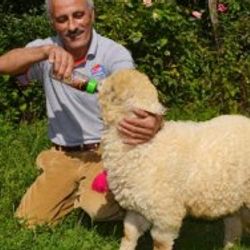 Bu kuzu kola içmezse sinirleniyor