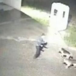 Silivri'de güvenlikçinin öldüğü köpek saldırısı kamerada
