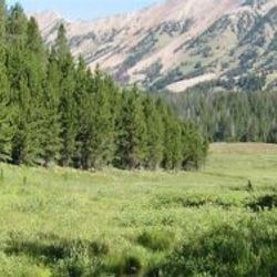 Çevre ve Şehircilik Bakanlığı 21 milyon ağacı kurtardı