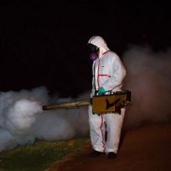 İtalya’da chikungunya virüsü alarmı