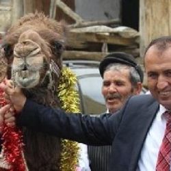 CHP'li Başkan deve keserek göreve başladı