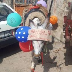 Arkadaşlarından damada 'eşek' şakası