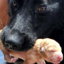 Yavruları kanala düşen köpek itfaiyeye yardım etti