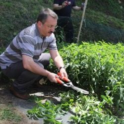 Şekerden tatlı ve kalorisiz bitkinin ilk hasadı yapıldı