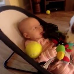Ağlattığı bebeğin oyuncağını geri getiren köpek