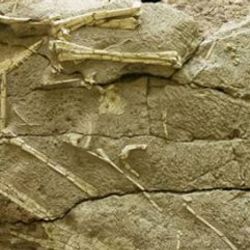 Çin'de yeni bir dinozor türü fosili keşfedildi