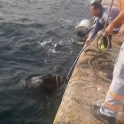 İstanbul Boğazı'ndan 3'üncü kez domuz çıktı