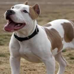 Denizli'de pitbull köpeğini polise saldırttılar