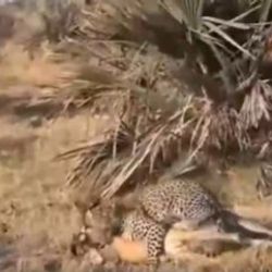 Leoparın avladığı impalayı babunlar kurtardı