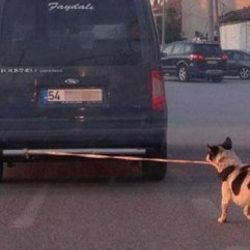 Sakarya'da bir kişi arabasının tamponuna köpek bağladı