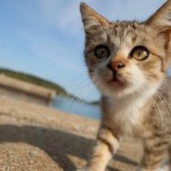 Evinden 67'si ölü 166 kedi çıktı