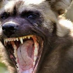 Meksika'da köpek saldırıları: 5 ölü