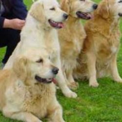 Köpekler tarım toplumuyla evcilleşmiş