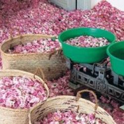 Gül suyu ağızdaki bakterilerin gelişimini durduruyor