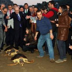 Bayraktar 2 caretta carettayı denize bıraktı