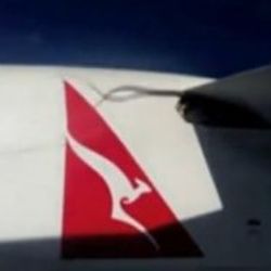 Dev piton uçağın kanadına sıkıştı