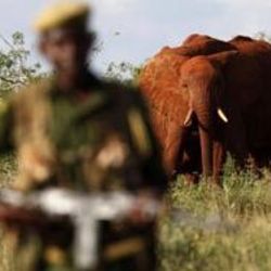 Kenya'da fil katliamı