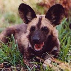 Meksika'da aç köpekler 4 kişiyi parçaladı