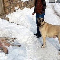 Sivas'ta kurtlara kangal sürprizi