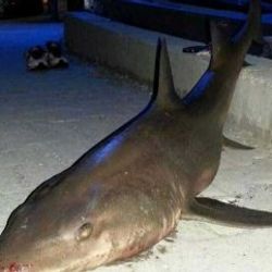 Kocaeli sahiline iki metrelik köpek balığı vurdu