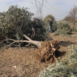 Zeytin ağaçlarını kesen firmaya para cezası verildi