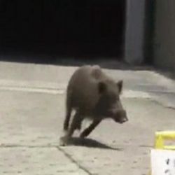 Japonya'da domuz dehşeti İZLE