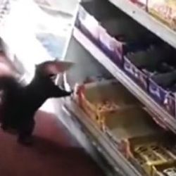 'Hırsız sincaplar' marketten 40'tan fazla çikolata çaldı