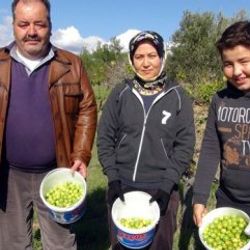 Mevsiminden erken çıkan erikler İstanbul'a gönderildi