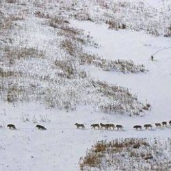 Ardahan'da kurtlar sürü halinde merkeze indi