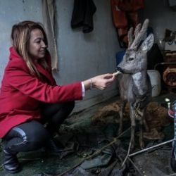 Hatay'da balıkçılar denizde karaca buldu