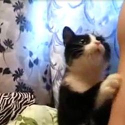 Sahibine kendini sevdirmeye çalışan kedi İZLE