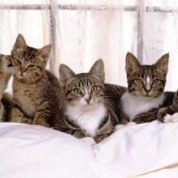 Bir evden 67 ölü 166 kedi çıktı