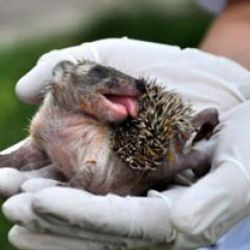 6 kirpi yavrusu gün ışığına çıkarıldı