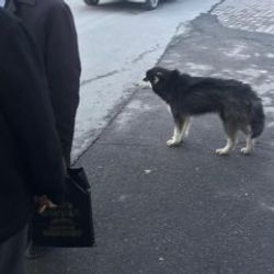 Kurt köpeği MHP’lilerin önünde uludu