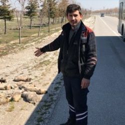 Konya'da yol kenarına atılan 13 ölü köpek yavrusu bulundu