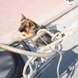 İki çocuk köpeği çalıntı motosikletin arkasına bağladı