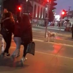 Trafik kurallarına uyan köpek