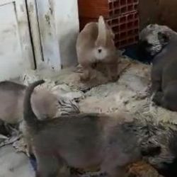 Denizli'de 9 yavru kangal köpek çalındı
