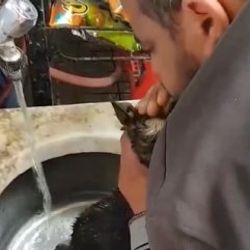 Yavru köpeği ölümden kurtaran Rizeli esnaf