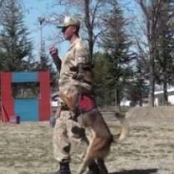 Uyuşturucu madde arama köpeği ‘Dost’un eğitimi