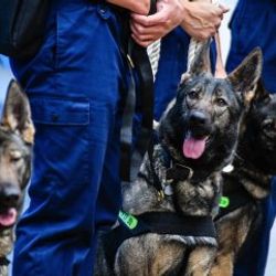 Çin, ülkenin en iyi polis köpeğini klonladı