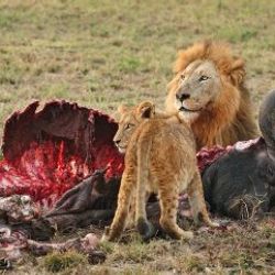 Kamerun'da kenti kaçak aslan korkusu sardı