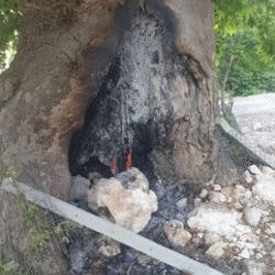 Asırların deviremediği çınarı ateşe verdiler