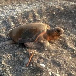 Antalya'da caretta carettalar 1 gün korunabildi