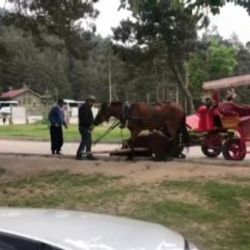 Turistlerin gözdesi fayton, atlara eziyet olmaya devam ediyor