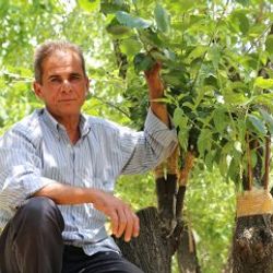 Antalya'da tek ağaçtan 4 çeşit meyve alan çiftçi