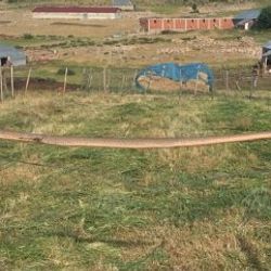 Bingöl’de dev yılan paniğe sebep oldu