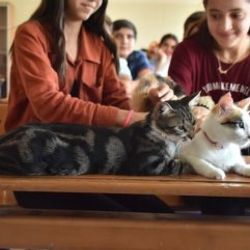 Adıyaman’da iki kedi karne aldı