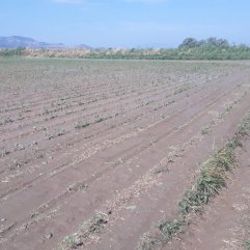 Sağanak yağış Koçarlı Ovası’na zarar verdi